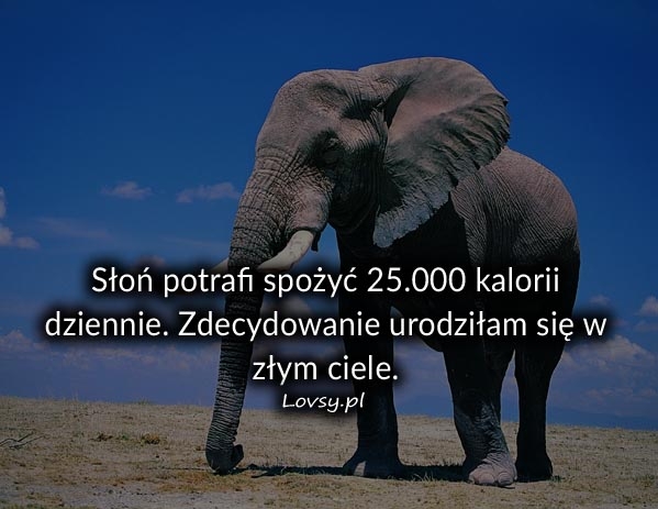 Słoń potrafi spożyć 25.000 kalorii dziennie..